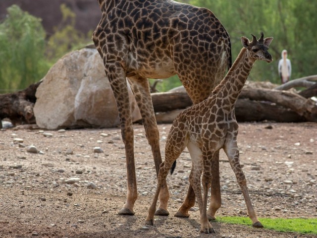 You can now see Phoenix Zoo's giraffe calf, Rafiki, on the Savanna