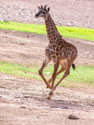 Baby giraffe, Rafiki, explores her habitat at the Phoenix Zoo for the first time