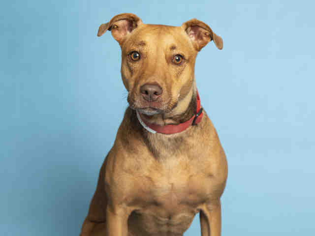 Adoptable pets from Arizona Humane Society and Maricopa County Animal Care (8/15)