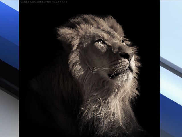 Kitambi, the Phoenix Zoo's male African lion, has died