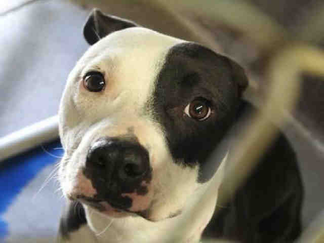Pets available for adoption from Maricopa County Animal Care and Arizona Humane Society (8/22)