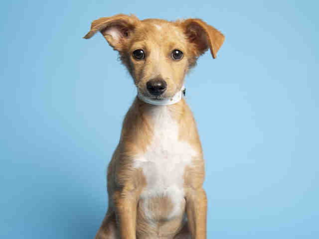 Adoptable pets from Arizona Humane Society and Maricopa County Animal Care (8/29)