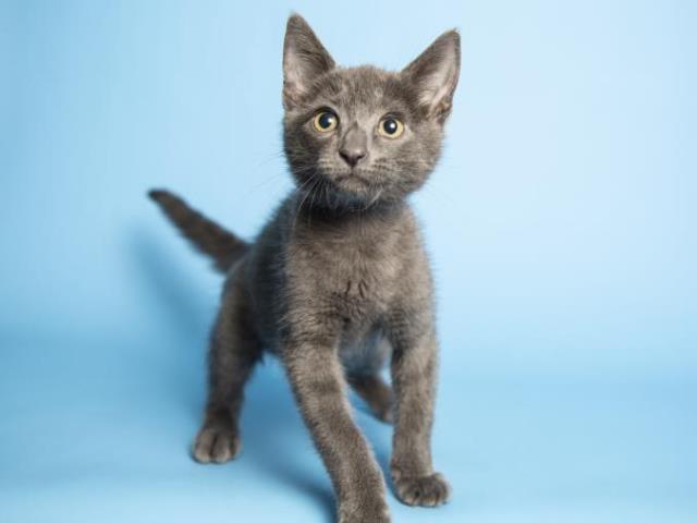 Adoptable pets from Arizona Humane Society and Maricopa County Animal Care (8/29)