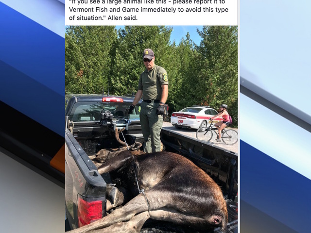 Moose crowded by onlookers drowns in Vermont lake