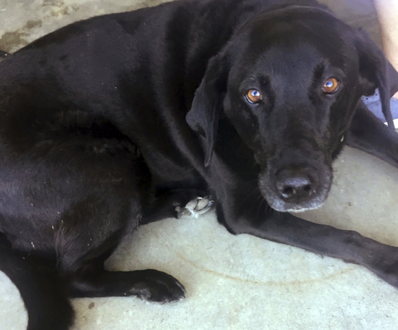 Discovery of dog saves Oregon man from sex-crime conviction