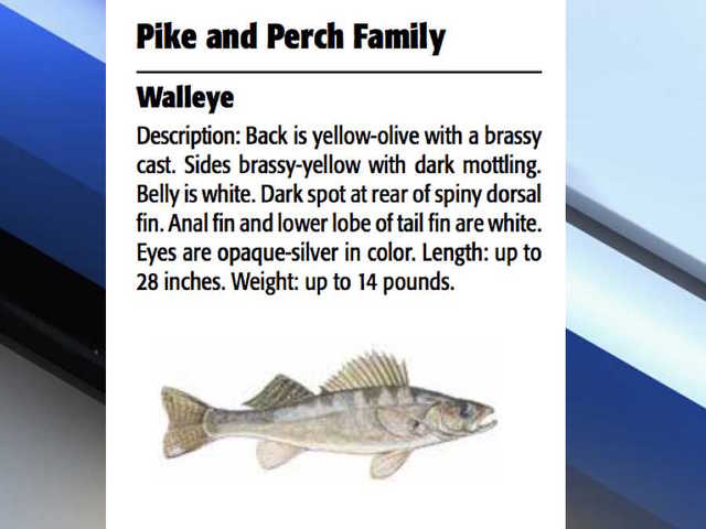 Advisory issued for walleye fish from Lyman Lake