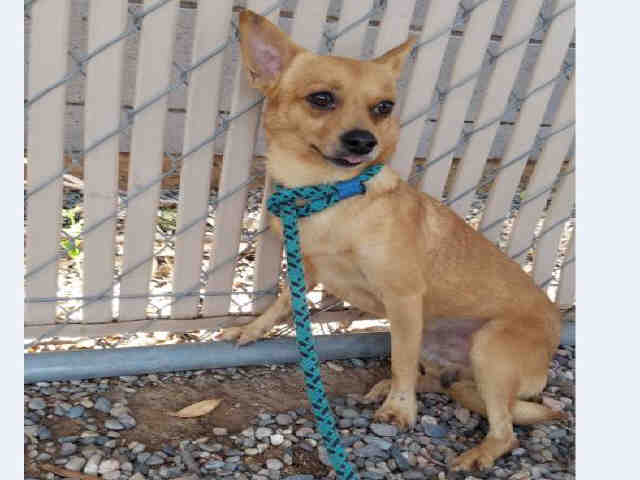Adoptable pets from Arizona Humane and Maricopa County Animal Care (9/15)