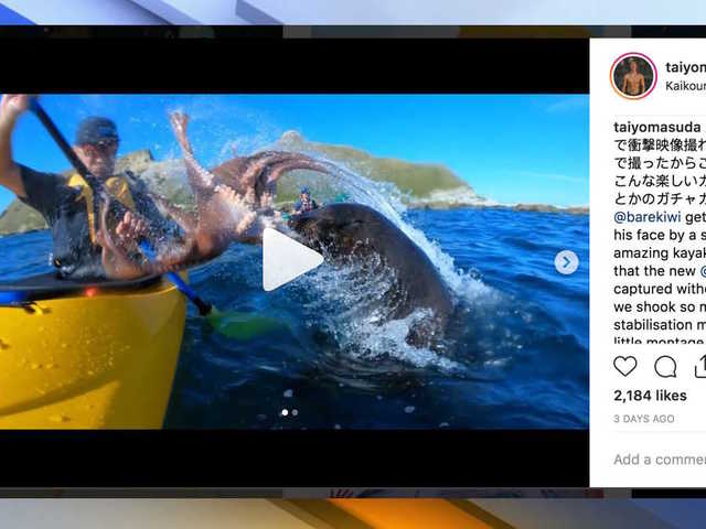 Octopus, seal smack kayaker's face; GoPro camera catches moment on video