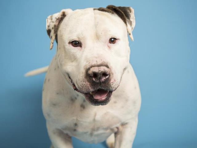 Adoptable pets from Arizona Humane Society and Maricopa County Animal Care (9/26)