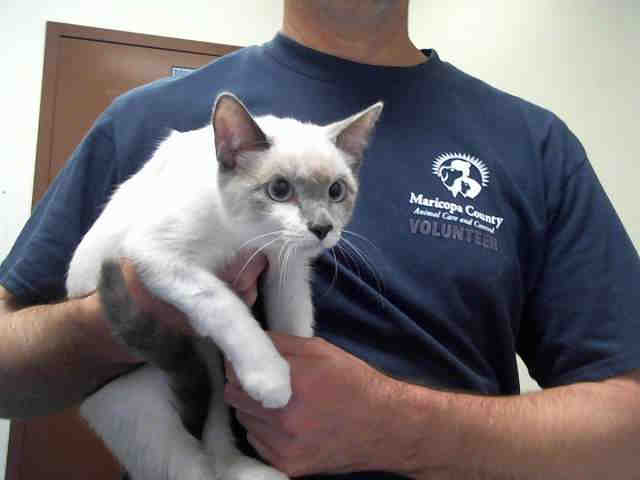 Adoptable pets from Arizona Humane Society and Maricopa County Animal Care (9/26)
