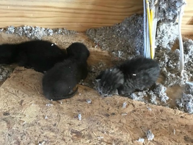 Family of kittens rescued from East Valley construction project
