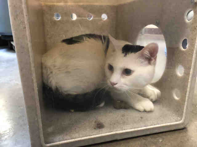 Adoptable pets from Arizona Humane Society and Maricopa County Animal Care (10/11)