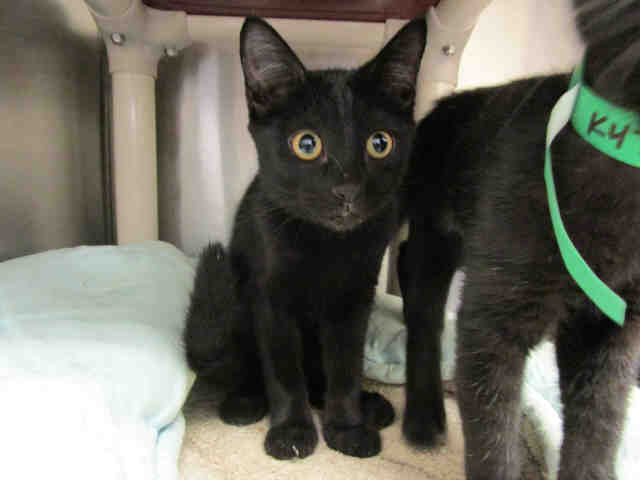 Adoptable pets from Arizona Humane Society and Maricopa County Animal Care (10/4)