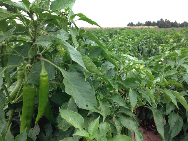 New Mexico man suing Sprouts after slipping on chile in 2016