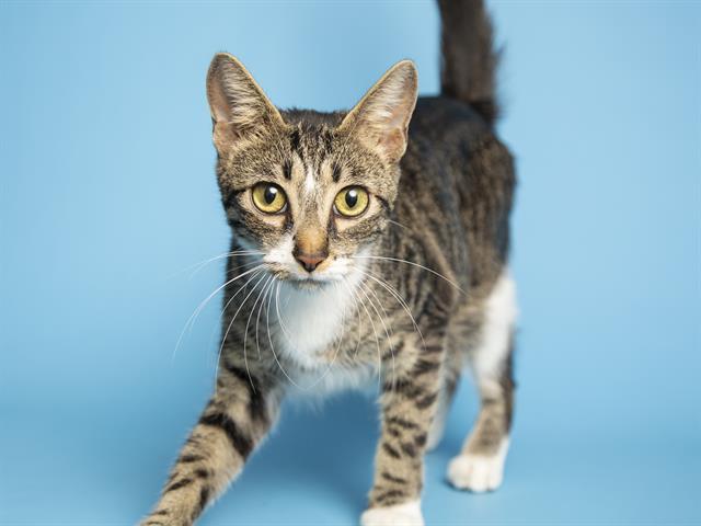 Adoptable pets available at Arizona Humane Society and Maricopa County Animal Care (10/16)