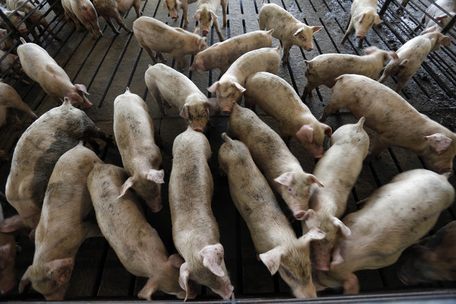 Pork giant Smithfield to convert pig poop gases into power