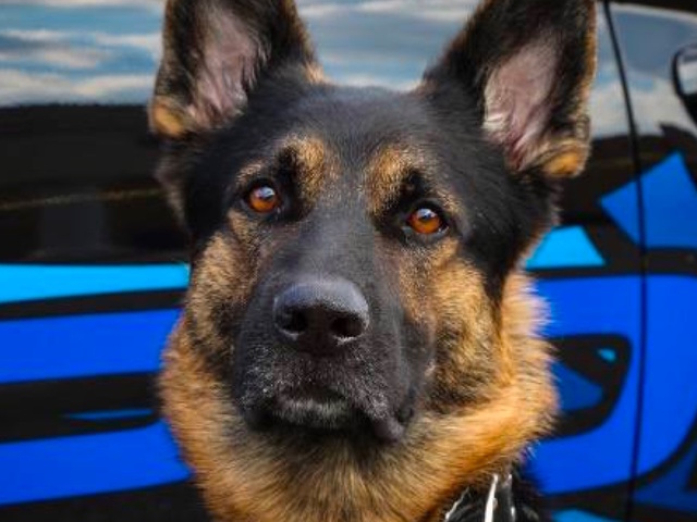 Detroit-area officers kill man who fatally shot police dog