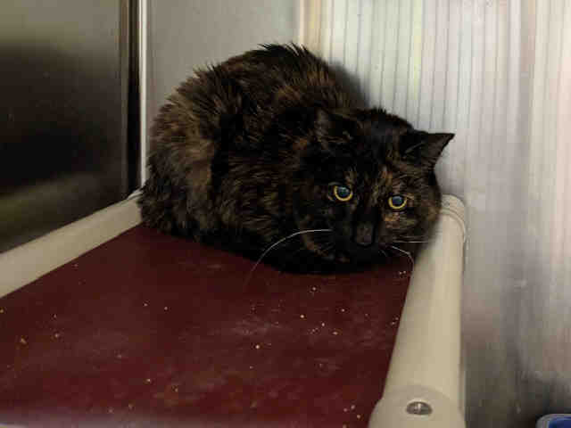 Adoptable pets from Arizona Humane and Maricopa County Animal Care (11/8)