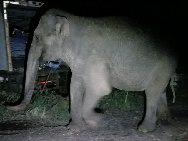 New York state trooper helps return wandering elephant