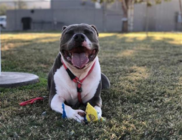 PHOTOS: 20 pets up for adoption in the Valley (11/21)