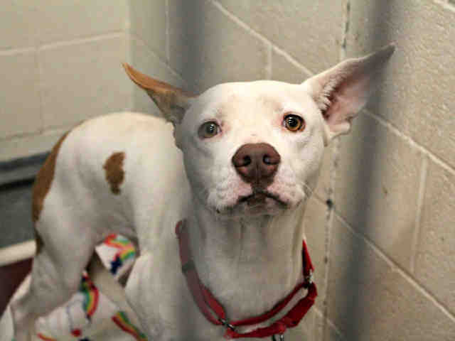 Adoptable pets from Arizona Humane Society and Maricopa County Animal Care (11/28)