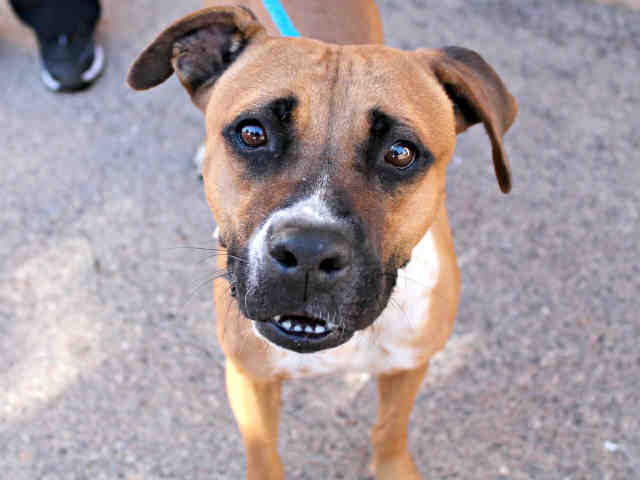 PHOTOS: 20 pets up for adoption in the Valley (12/5)