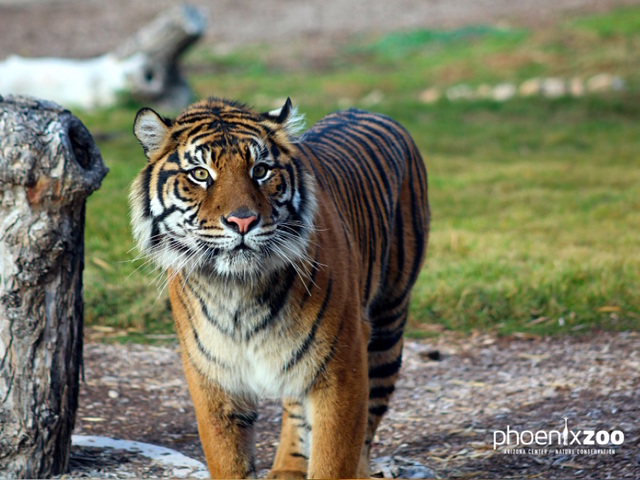 Phoenix Zoo debuting new tiger on Friday
