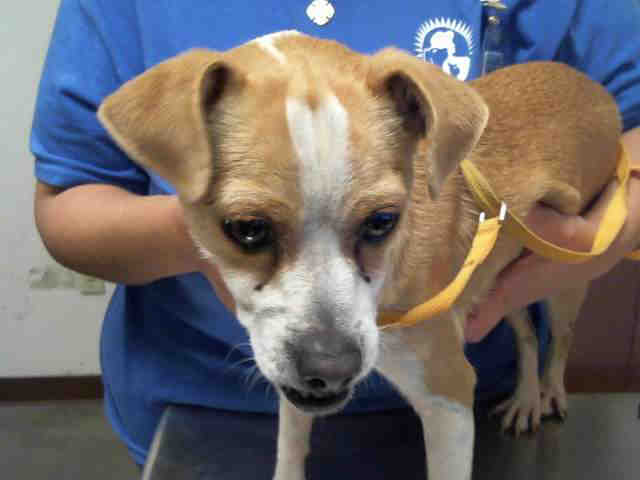 Adoptable pets up for adoption from Arizona Humane and Maricopa County Animal Care (12/11)